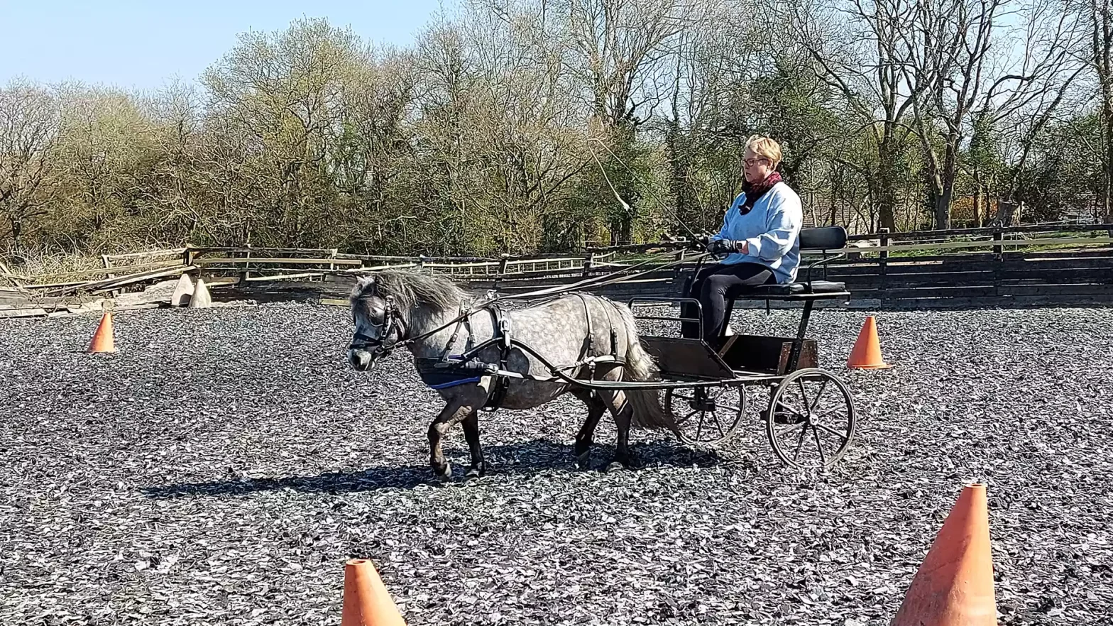 beginner carriage driving lessons