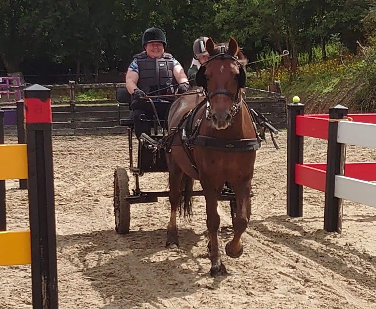 Beginners carriage driving lessons