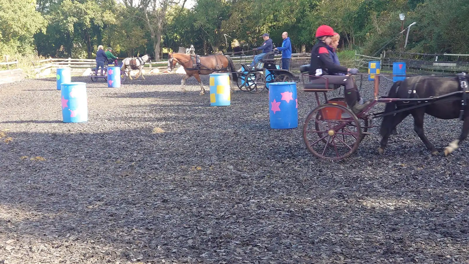 Beginners carriage driving lessons in the school