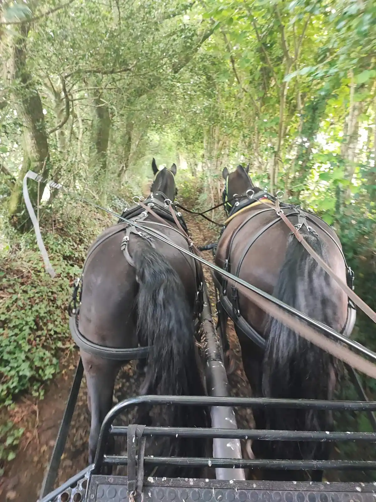 Carriage Rides at Rowena Moyse 2